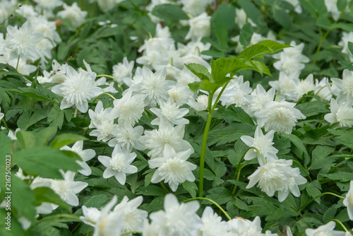 Konstfotografi double wood anemone