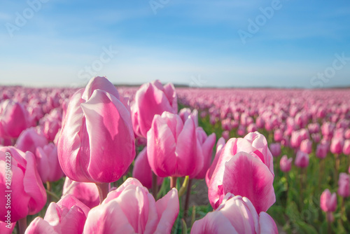Foto A pink field of Dutch tulips in the spring