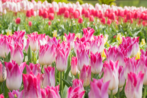 Foto Purple and pink tulips, tulip field, The Netherlands