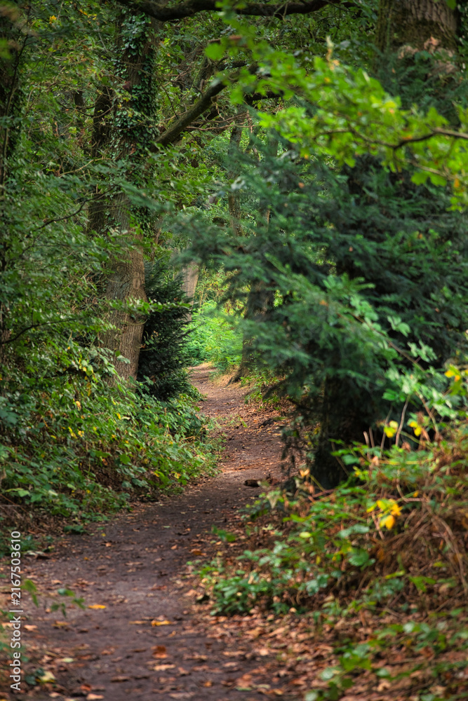 Obraz premium Narrow dirt footpath winding through a dense green forest with overgrown foliage near Arnhem, Gelderland, Netherlands. High quality nature photo ideal for hiking and background stock use.