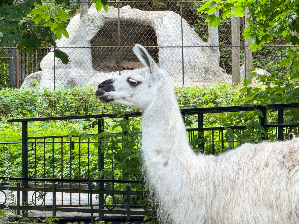 Naklejka premium White llama side view profile in zoo paddock green park environment close up, cute furry lama glama animal looking away standing near decorative fence in zoological garden sanctuary outside. 