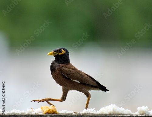 Bild auf Leinwand Common myna walking along a concrete wall beside scattered rice, with a softly blurred  background