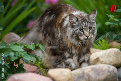Bild auf Leinwand Domestic cat crouches on rocks in a garden
