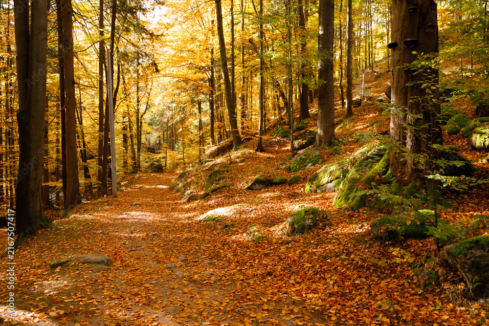 Fototapeta premium Hiking trail. Autumn landscape of a trail in the forest of the Karkonosze Mountain National Park in Poland, Europe.