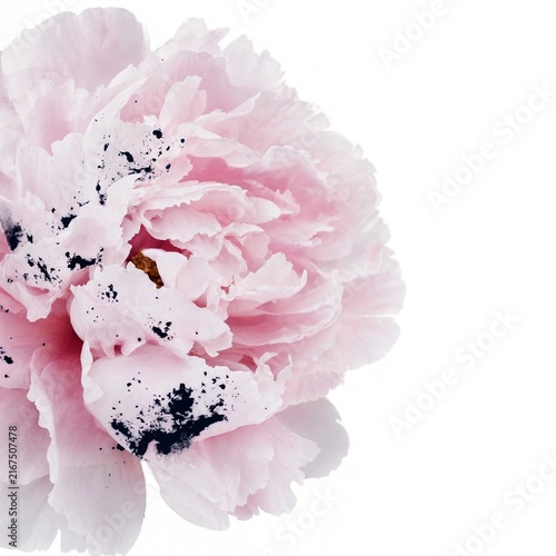 Delicate Pink Peony with Black Spots