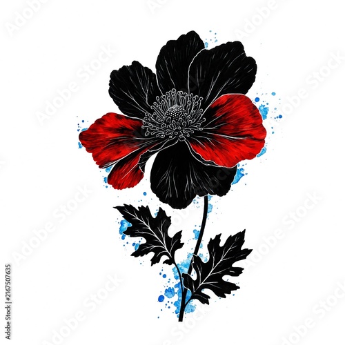 Bold Poppy with Black and Red Petals
