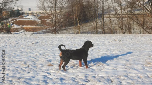 Alert Black Dog Standing in Sunny Snowy Winter Field