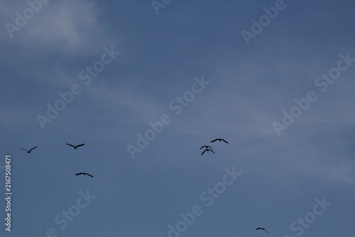 Obraz na płótnie Wide-angle low-light view of waterbirds soaring together in formation, reminiscent of ancient winged reptiles