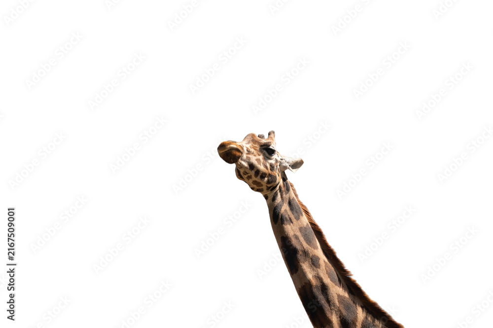Fototapeta premium Giraffe's Head with long neck Isolated on White Background.