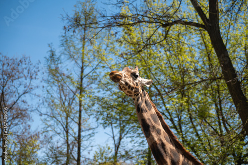 Obraz na plátne Giraffe's face and long neck turned towards the viewer against a background of green trees and a blue sky
