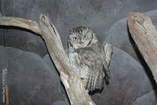 Fotografie A Eastern Screech-owl at a local zoo