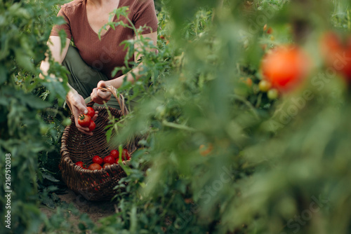 Canvastavla Person harvesting ripe organic tomatoes into a basket