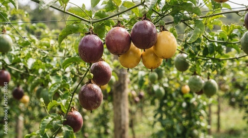 Fresh passion fruit hanging on vine in orchard, ripe organic fruits ready for harvest in tropical garden