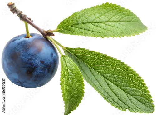 Obraz na płótnie Sloe