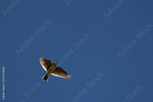 Foto Eurasian Skylark