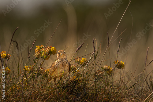 Eurasian Skylark