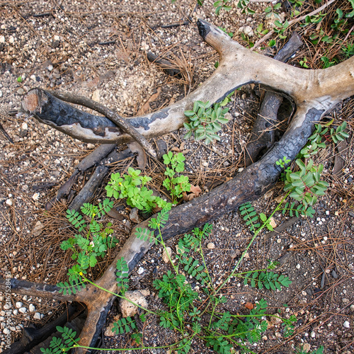 Fresh Green Shoots and Wild Plants Growing Around Burnt Fallen Tree Branch
