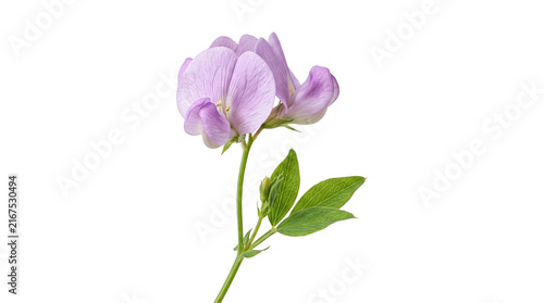 Pink sweet pea flower cluster with delicate petals and textured green leaves for botanical illustrations.