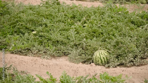 Striped large watermelon on plantation during sunny day. Growth of melons on organic farm. Fruit berry of watermelon on sprawling green leaves lying on ground.