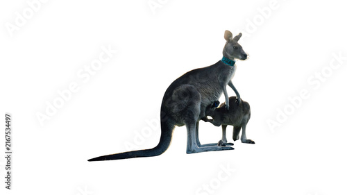 Bild auf Leinwand Adult kangaroo standing with joey in the outback mother kangaroo baby kangaroo a