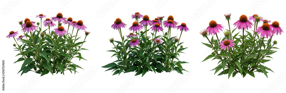 Naklejka premium Blooming purple coneflower clump isolated on transparent background