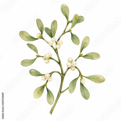 Elegant Mistletoe Branch with White Berries