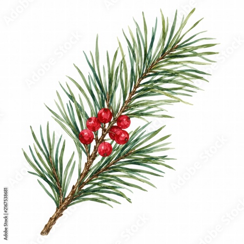 Pine Branch with Red Berries on a White Background