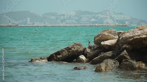Gray heron sits on rocks near turquoise sea water on Spanish coast. Hunting seabird camouflages in natural stone embankment in beautiful landscape.