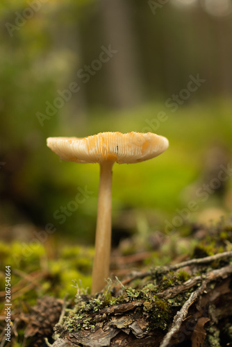 Foto Pale gilled mushroom in green moss — close-up in Espoo forest