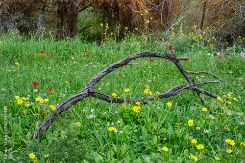 Burnt Fallen Tree Branch Resting in a Green Meadow Filled with Spring Wildflowers