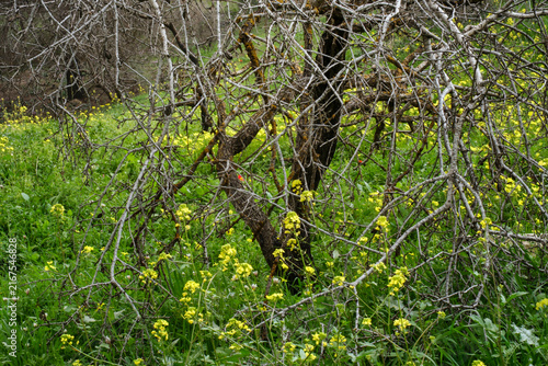 Bare Tree Branches Overgrowing Yellow Mustard Wildflowers in Green Spring Field