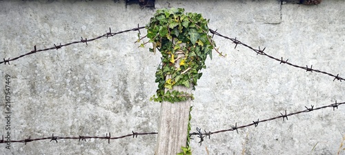 Zaunpfahl mit Stacheldraht und Efeu