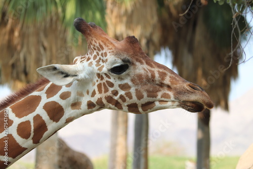 Canvas Print A Giraffe at a local zoo