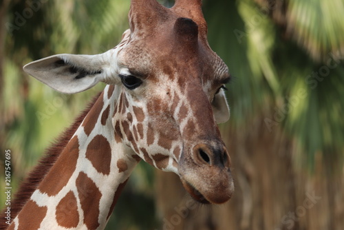 Canvas Print A Giraffe at a local zoo