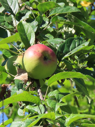 Obraz na płótnie apples on a tree