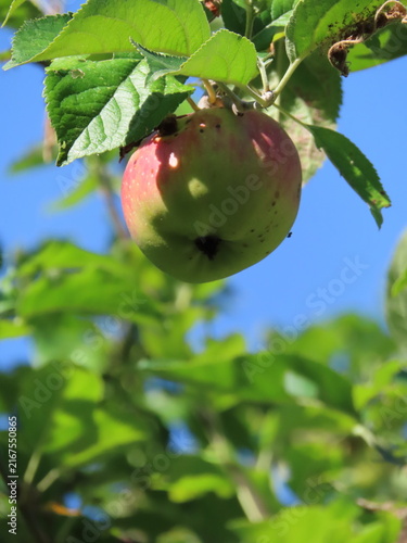 Obraz na płótnie apple on tree