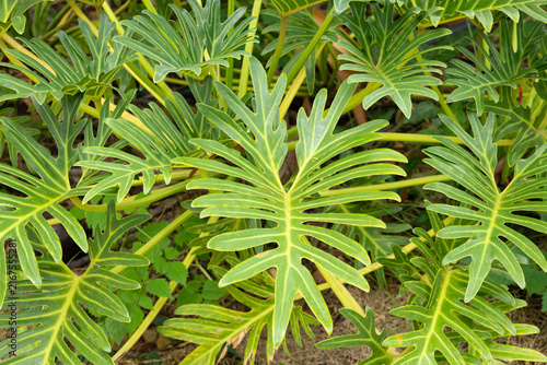 Canvastavla Split Green Philodendron Leaves Growing in Tropical Garden