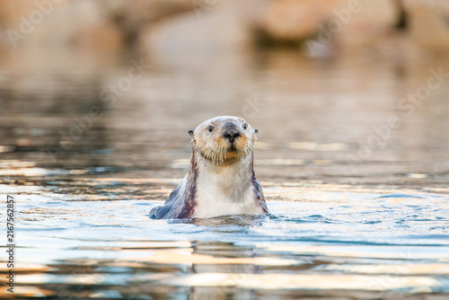 Plakat otter in water