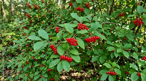 Lush Wild Green Shrub Leaves Displaying Vibrant Scarlet Berries in Natural Outdoor Environment green plants red berries scarlet bush shrub foliage nature outdoor botanical wildlife flora leaves fruit