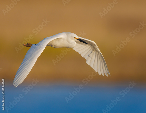Fotografía snowy egret