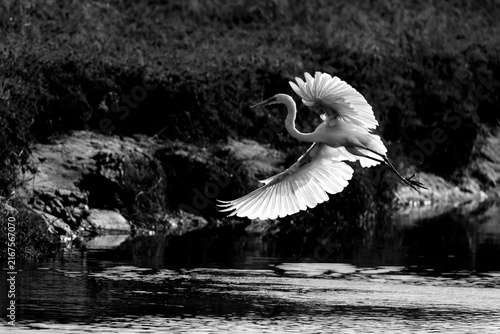 Fotografía great egret landing
