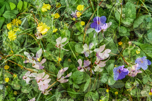 Multiple Exposure Art Photo Overlay of Cyclamen, Yellow, and Purple Wildflowers