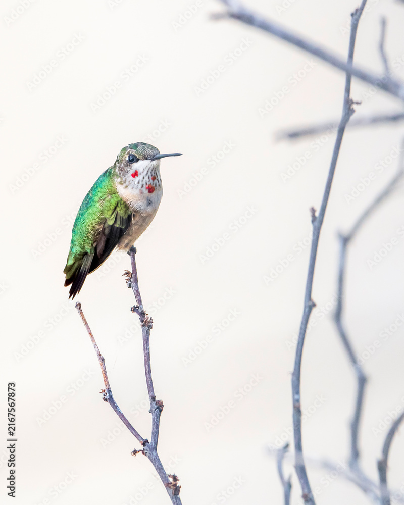 Naklejka premium Juvelile Ruby-throated Hummingbird Perching on Small Tree Limb