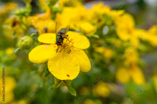 Fotografie A gold fly (Lucilia sericata) on the flower of a fingerbush (Dasiphora fruticosa)
