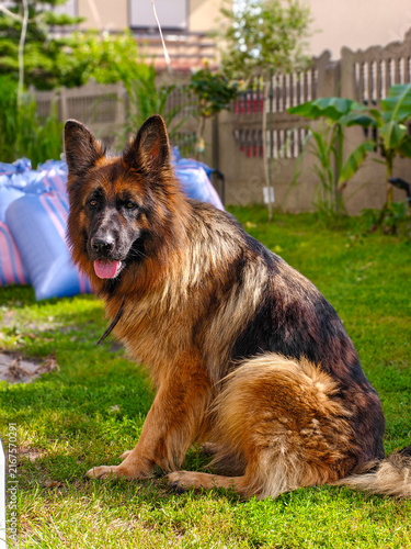 Long-haired German Shepherd dog with black and tan coat sitting on a green lawn in a backyard, with tongue slightly out and ears erect, captured in side profile under bright daylight.