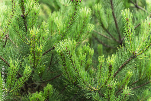  Fresh green pine branches with young needles in summer forest, natural background.
