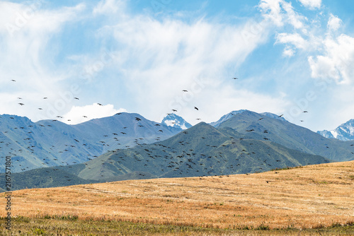Flock  of crows flies over harvested fields in a mountain valley.