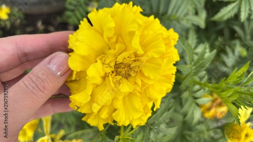 Canvastavla Close up of a bright yellow marigold flower held by a hand in a garden