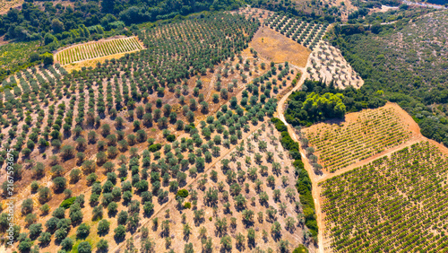 Aerial view of Mediterranean landscape with olive trees