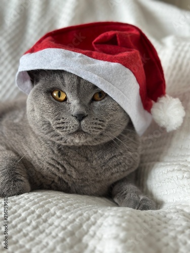 Cat in a Santa Claus hat
